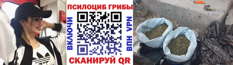 купить наркотики цена  Куртамыш  Галлюциногенные грибы GOLDEN TEACHER 